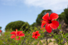 Blooming Hibiscus Shrubs With Red Flowers Are Set Against The Backdrop Of A Forest Landscape.