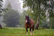 Polana z wypasającym się koniem spowita poranną mgłą i poranną rosą	
