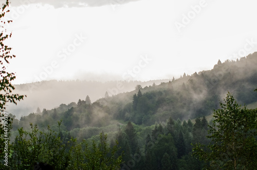 Krajobraz leśny wierzchołki drzew las we mgle panorama