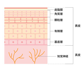 皮膚の図解（断面）イラスト