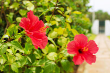 Blooming Hibiscus Bush With Red Flowers Is In The Garden Of The House..