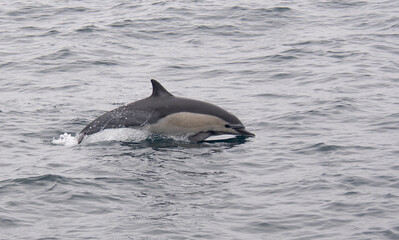 Wall Mural - Common Dolphin Full Breach