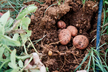 Farmer Collecting Potato Growing In Fertile Soil