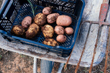 Pile Of Potatoes In Plastic Container During Harvesting Season