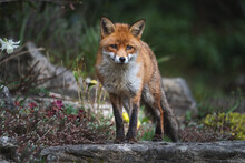 A Beautiful Female Fox Staring Forward