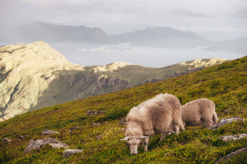 sheep in the mountains