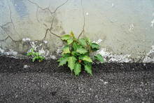 Young Sacred Fig Tree Grew Out Of The Gap Between The Asphalt Road And The Building Wall. Plant Survival.