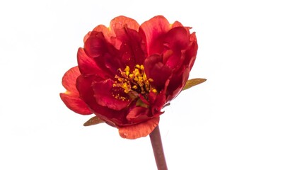 Wall Mural - Beautiful red purslane flower opening on white background close-up. Spring, easter, valentine's day, holidays concept.