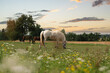 Pferd auf der Weide Österreich