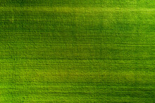 Aerial Top Down View Of Green Agricultural Field In Spring Time In Lithuania.