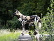 Adult African Wild Dog, Lycaon Pictus, stands in tall grass and watching surroundings