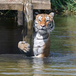 Bengal Tiger Playing in Water