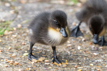 Cute Little Duckling Resting on the Ground