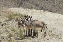 Wild Burros Enjoying A Beautiful Day In The Mojave Desert, On The Outskirts Of Oatman, Mohave County, Northwestern Arizona.	