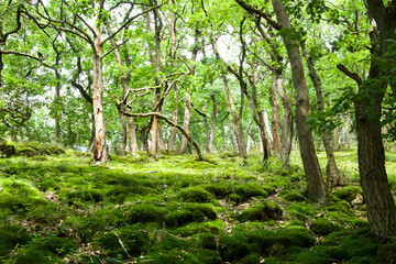 oak trees on a mossy ground