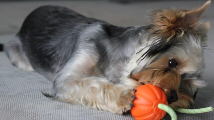 Wall Mural - Cute, funny Yorkshire Terrier puppy, little dog playing with an orange ball on a grey sofa in the home interior. Pets lifestyle concept. Canine theme. Curious lovely grey-brown doggy chewing a pet toy