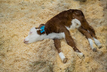Top View: Portrait Of Cute Sleepy Tired Brown And White Calf Resting And Lying On Ground At Agricultural Animal Exhibition, Cattle Farm. Farming And Agriculture Concept