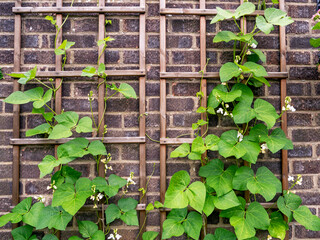 Wall Mural - Runner bean plants climbing on a wooden trellis