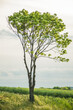 Samotne drzewo na polu