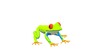 3d green frog with large eyes on a white background