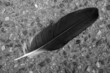 black bird feather close-up top view isolated on the ground