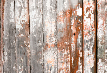 Canvas Print - Old wood texture with natural grey patterns with remnants of old paint .