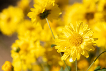 Wall Mural - Closed up of yellow color Chrysanthemum flower background