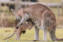 Mother Kangaroo With Her Joey