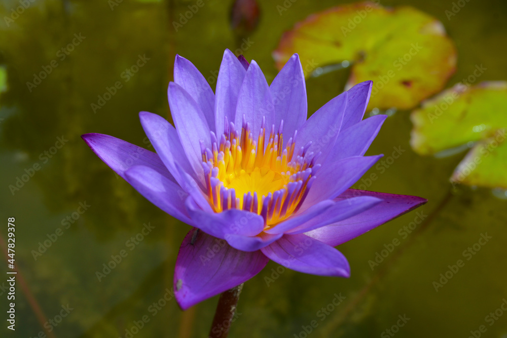 Water Nymphaea Nouchali Flower In Sri Lanka Stock Photo water-nymphaea-nouchali-flower-in-sri-lanka-stock-photo