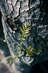 Wall Mural - Tree sprout