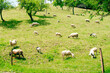 white sheep Grazing on a Green Hills between trees, at summer time.