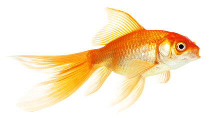 Canvas Print - gold fish isolated on white