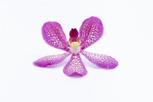 Purple Orchids On A White Background.