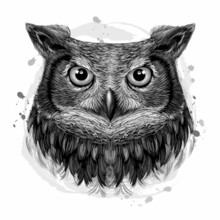 Owl. White Black, Graphic, Hand-drawn Portrait Of A Owl Looking Ahead On A White Background With Blots.	
