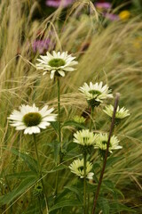 Wall Mural - Blooming summer flowers, lilies, echinacea, rudbeckia in the garden on a summer bed, on a bright, warm day.