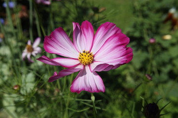 Wall Mural - Purple cosmos flower on a green background