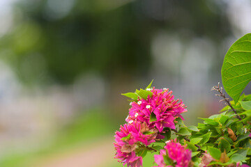 Wall Mural - Pink Bougainvillea flower on blurred nature background