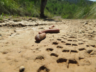 Wall Mural - A giant earthworm in soil