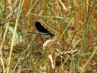 Wall Mural - Damselfly with black wings in a plant