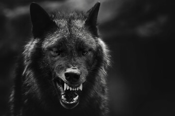 greyscale closeup shot of an angry wolf with a blurred background