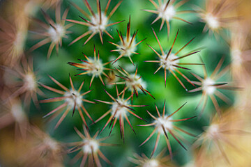 cactus close up