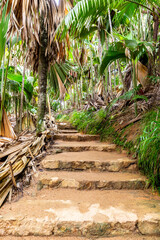 vallée de mai nature reserve, stone steps trail through ancient rainforest with palm trees and lush 