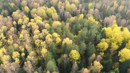 Wall Mural - Drone shot flying on autumn forest. Slow flight in forest on fall season.
