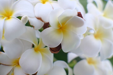 Canvas Print - white frangipani flowers