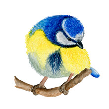 Watercolor Illustration Of A Blue Tit, Isolated On White Background