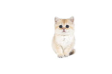 Wall Mural - Kitten British gold on white background