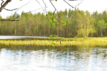 forest lake on a sunny summer day