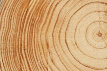 Pine Tree Cut Texture. Light Wood Texture Close Up. 