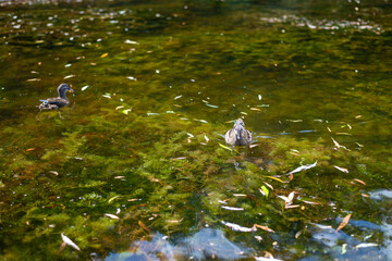 Wall Mural - some ducks live by a small pond with their  chicks