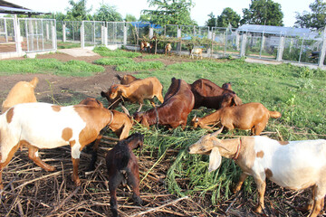 goats eat leaves and grass in the forest